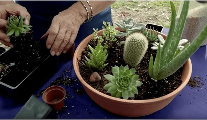 Coast of Maine Mount Desert Island Blend Organic and Natural Cactus and Succulent Mix, 8qt (Pack of 2)