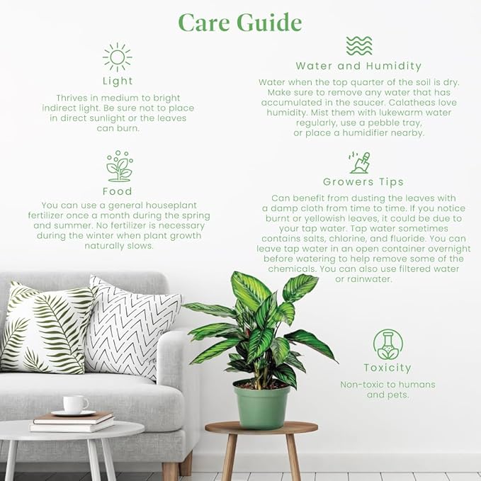 American Plant Exchange Calathea Beauty Star Live Prayer Plant, 6-Inch Pot W/Stylish Cover, Easy to Care, Pet Safe, Low Light & Air Purifying Tropical Indoor Houseplant for Home Office & Garden Décor