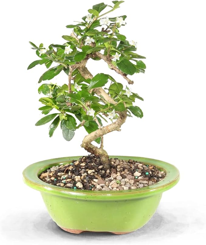 Brussel's Bonsai CT0116FT, Fukien Tea Indoor Bonsai Tree, SMALL