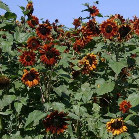 50pcs Velvet Queen Sunflower Seeds Big Red Sun Flower Rouge Burgundy Maroon Garden Pink Rose Non GMO Heirloom Garden - Planting Instructions for Easy Grow - Great Gardening Gifts