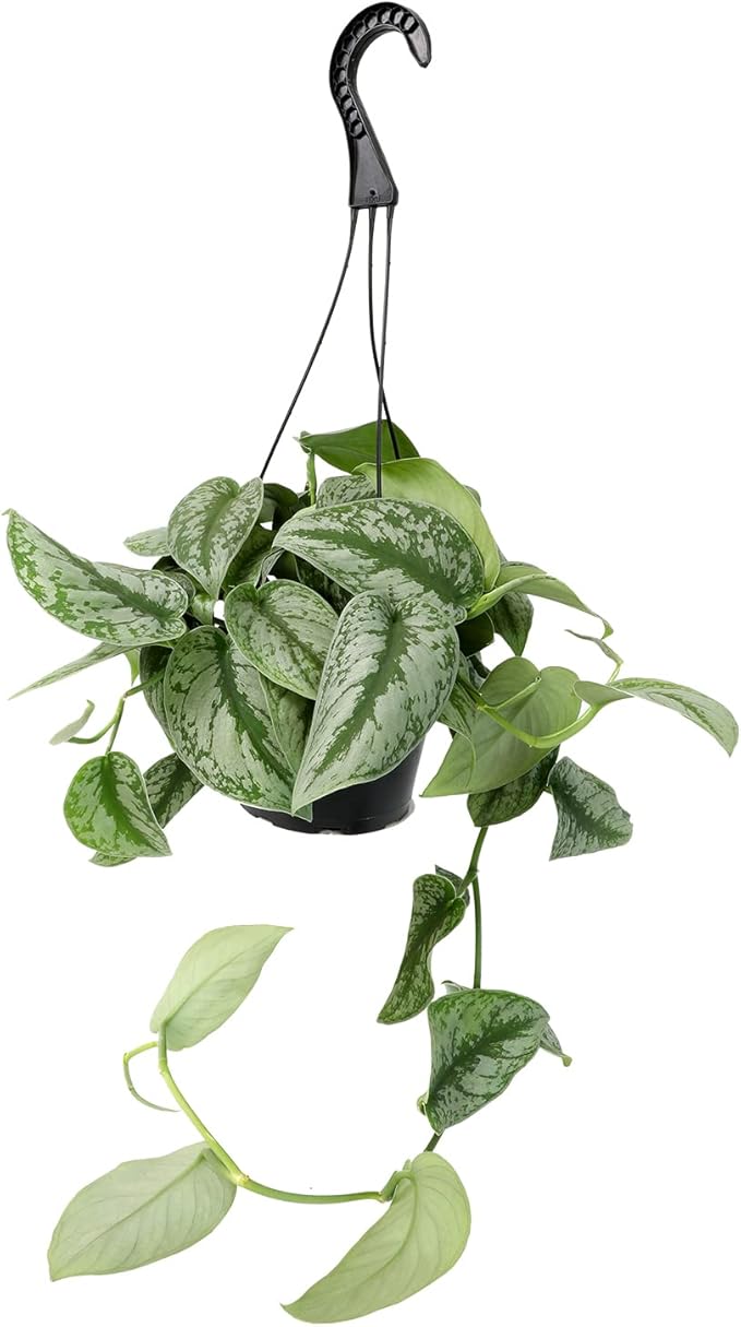 Silver Satin Pothos Plant Live Plant Hanging Basket, Silver Pothos Hanging Plant Live House Plants Indoors, Real Plants Indoor Live Plants Indoor Plants Live Houseplants Live Indoor by Plants for Pets