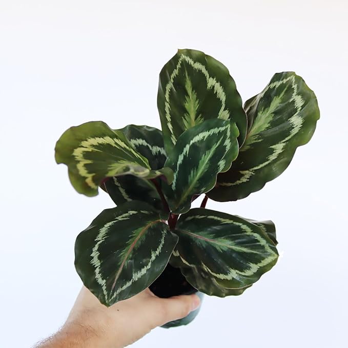 American Plant Exchange Calathea Medallion, Peacock, Live Prayer Plant, Small 4-Inch Pot, Air-Purifying Indoor Houseplant, Tropical Home Décor