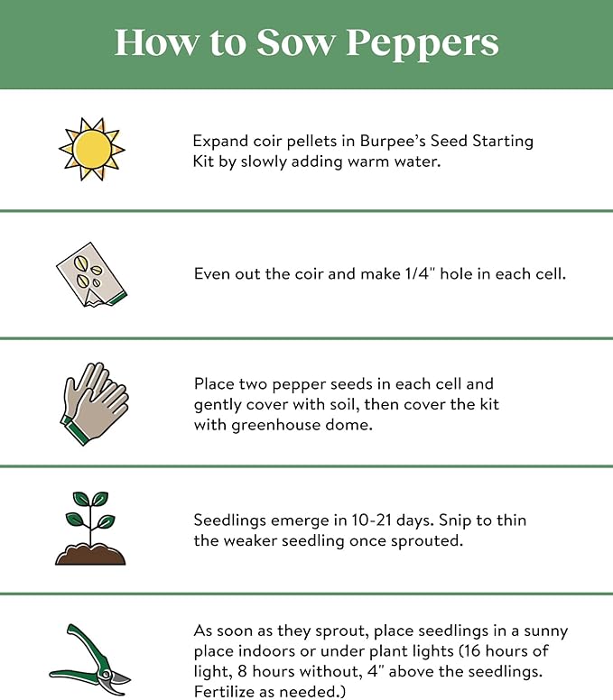 Burpee Big Daddy Sweet Pepper Seeds 40 seeds