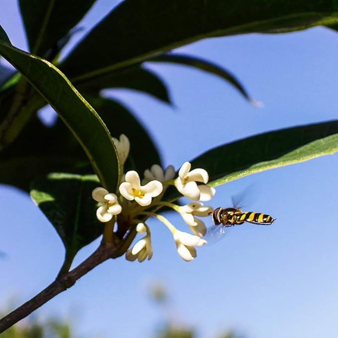 Perfect Plants Tea Olive Live Plant, 7 gallon, Includes Care Guide