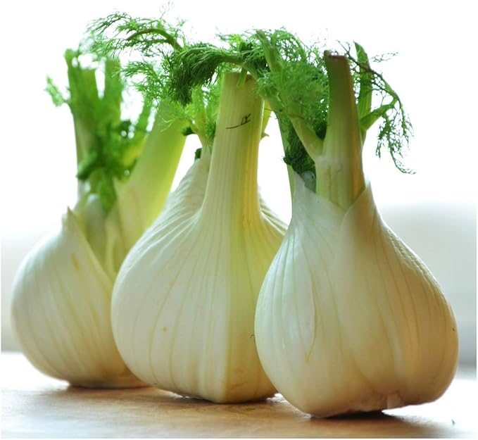 Seed Needs Florence Fennel Seeds for Planting - Non-GMO, Heirloom & Untreated - Culinary & Medicinal Herb to Organically Grow an Indoor/Outdoor Garden (1 Pack)