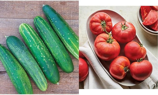 Burpee Straight Eight Slicing Cucumber 200 Seeds & 'Delicious' Beefsteak Slicing 1-2lbs Tomato 100 Seeds Bundle