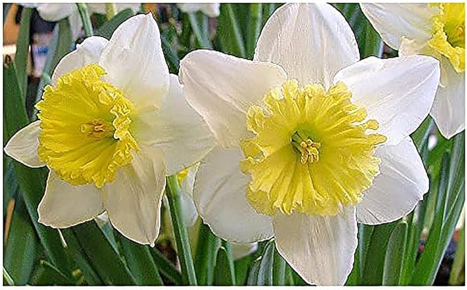 5 Merlin Narcissus Bulbs - TOP Size Daffodil Bulbs