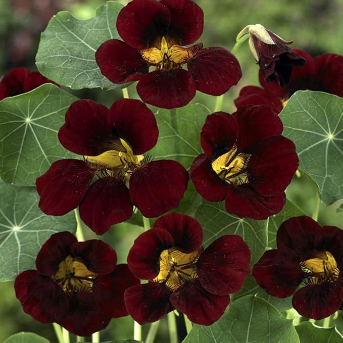 Outsidepride 200 Seeds Annual Nasturtium Mahogany Black Velvet Cimbing Vine Flower Seeds for Planting
