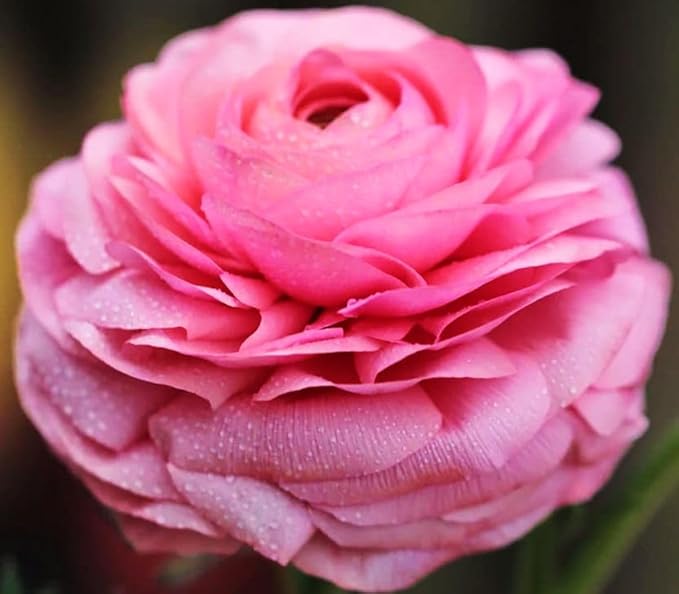 Mixed Peony Ranunculus Bulbs- Persian Buttercup -10 Corms Bulbs Flowering Blooms Perennial Bulbous Root Garden Plant (Pink)