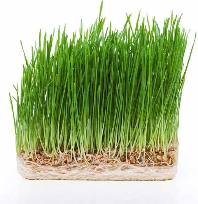 Todd's Seeds - 1 Pound of Wheatgrass Seeds - Non GMO Sprouting Seeds - Grind Into Whole Wheat Flour - Pet Grass - Cat Grass for Indoor Cats - Wheat Grass Seeds