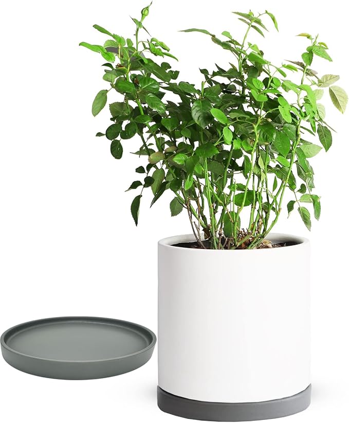 2 Pack Ceramic Plant Saucer Pot Tray 8 Inch, Planter Saucers 4 5 6 7 8 9 10 11 12 13 Inch for Indoors Outdoor, Durable Sturdy Flower Drainage drip Water Tray for Glazed Pots Base (8.5 Inch-Grey)