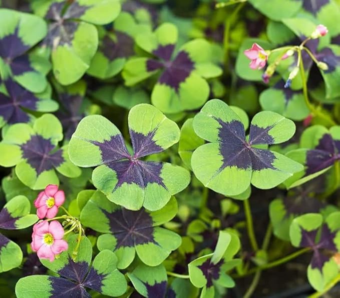 Iron Cross Shamrock Bulbs for Planting - Fast Growing Year Round Color Indoors or Outdoors - Oxalis Shamrock Bulbs for Good Luck (5 Bulbs)