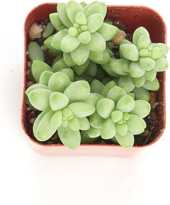 Shop Succulents | String of Succulents Collection | Burrito Sedum/Donkey Tail Live Outdoor/Indoor Hanging Succulent Plant | Fully Rooted in Soil