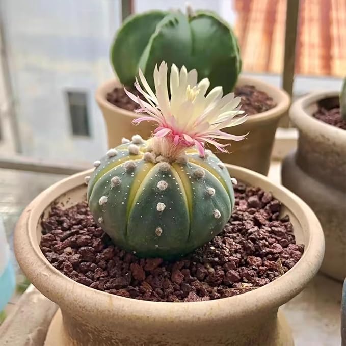 Red Horticultural Lava Rocks for Plants, 5lb Succulents Cactus Bonsai Soil Volcanic Rocks for Aquarium Outdoor Decorative Stones for Craft Projects, Vase Fillers