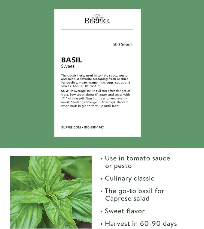 Burpee Sweet 500 Non-GMO Seeds for Planting | Grow Fresh Herb in Home Garden | Classic Basil Variety for Italian Cooking