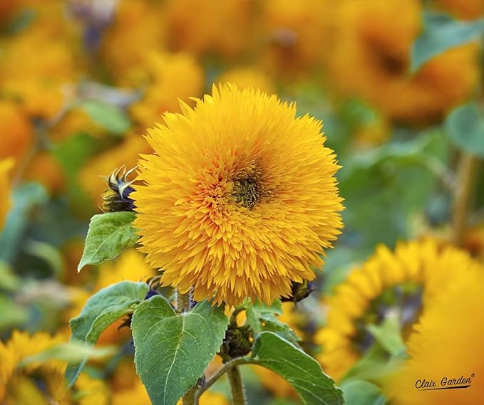 Sunflower Seeds - Teddy Bear - 50 Seeds - Heirloom, Non-GMO, USA Grown, Excellent for Pollinators, Annual, Deer Resistant - Sunflower Seeds for Any Home Garden