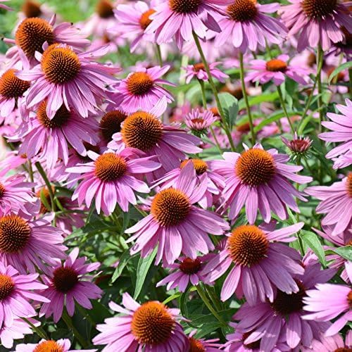 Outsidepride 1 lb. Perennial Echinacea Purple Coneflower Wild Flowers Seeds for Planting