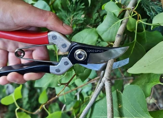 Kimura® 8" Samurai Garden Pruning Shears, [Made in Japan], Heavy Duty Premium Japanese Yasugi Steel Blades, Non-Slip Vinyl Coated Handles, Ergonomic, Japanese Bypass Pruning Shears