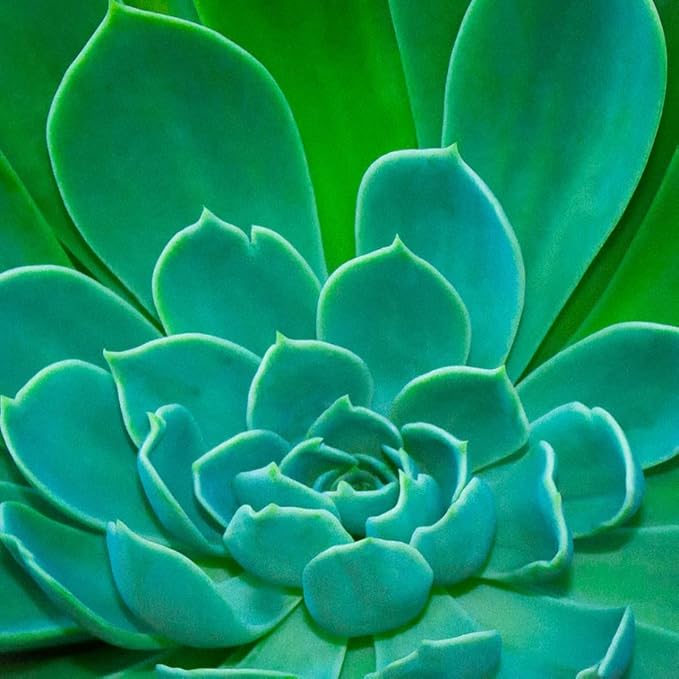 Premium Cacti and Succulent Potting Mix Soil - for Cactus Palm Tree Citrus Plant Grown in Gardening Containers - Indoors & Outdoors Use - with Natural Food/Fertilizer