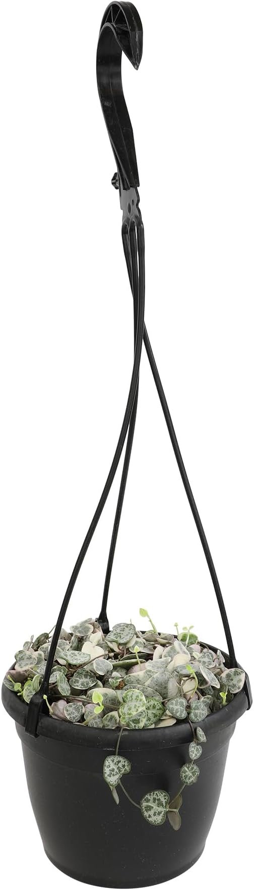 Variegated String of Hearts Hanging Basket, Ceropegia linearis Woodii, String of Hearts Plant Live Succulents Plants Live Houseplants, House Plants Indoors Live Indoor House Plants by Plants for Pets