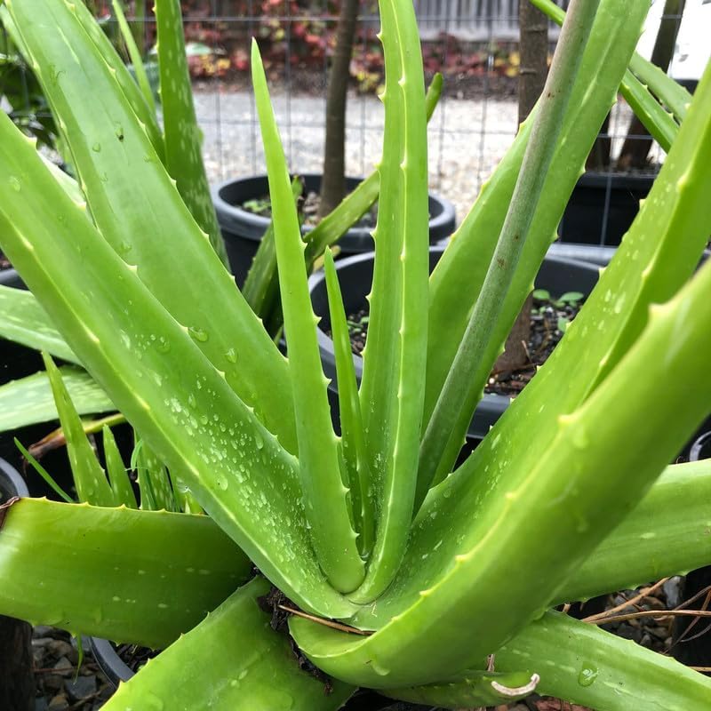 Aloe Vera Plant Live, Live Aloe Vera Plant Indoor, 4 Inc Potted, Succullent Plant Live for Gardening