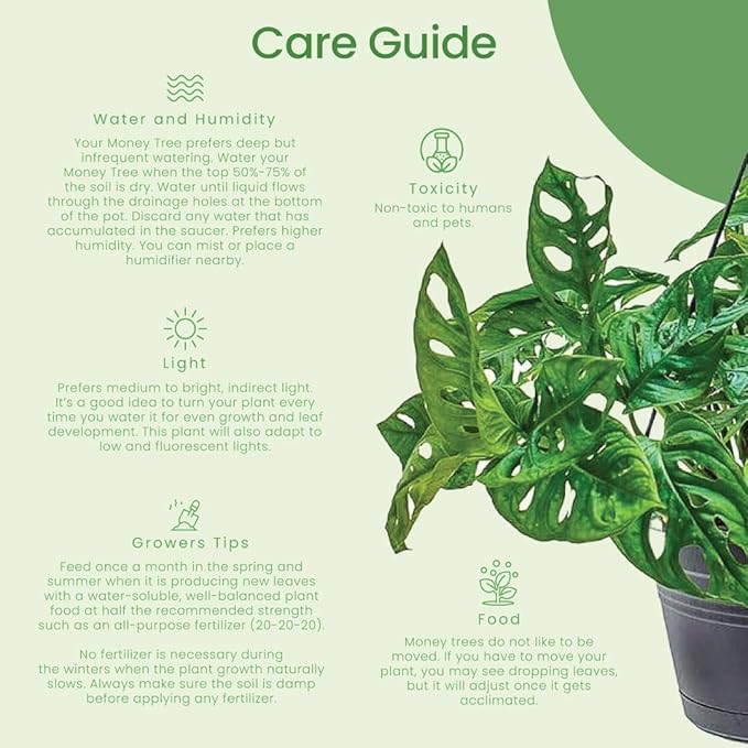 American Plant Exchange Monstera Adansonii Swiss Cheese Plant, Live Trailing Vine in 8-Inch Hanging Basket for Home and Garden Decor, Air Purifying