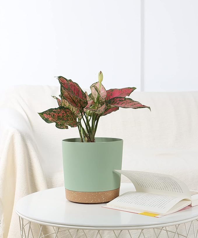 kubvici Indoor Plant Pots Set of 2 Planters 8 inch Plastic Planter with Hole & Saucer Modern Decorative for Outdoor Garden Home (Green, 8 inch)