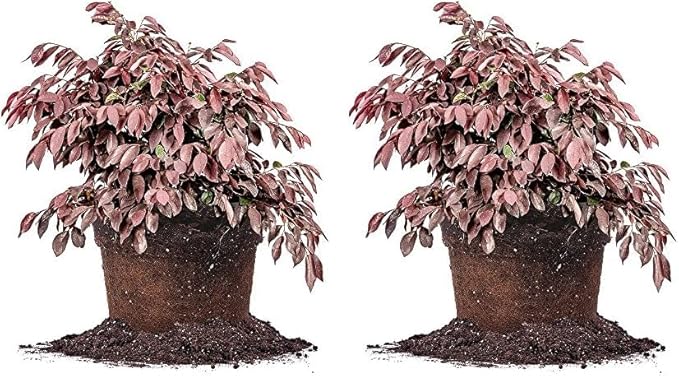 Zhuzhou LOROPETALUM - Size: 1 Gallon, Live Plant, Includes Special Blend Fertilizer & Planting Guide (Pack of 2)