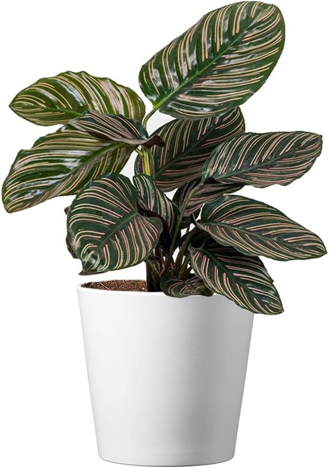 American Plant Exchange Calathea Ornata “Pinstripe” Live Prayer Plant, 6-Inch Pot, W/Stylish Cover, Pet Safe, Low Light, Air Purifying, Easy to Care, Stunning Indoor Houseplant