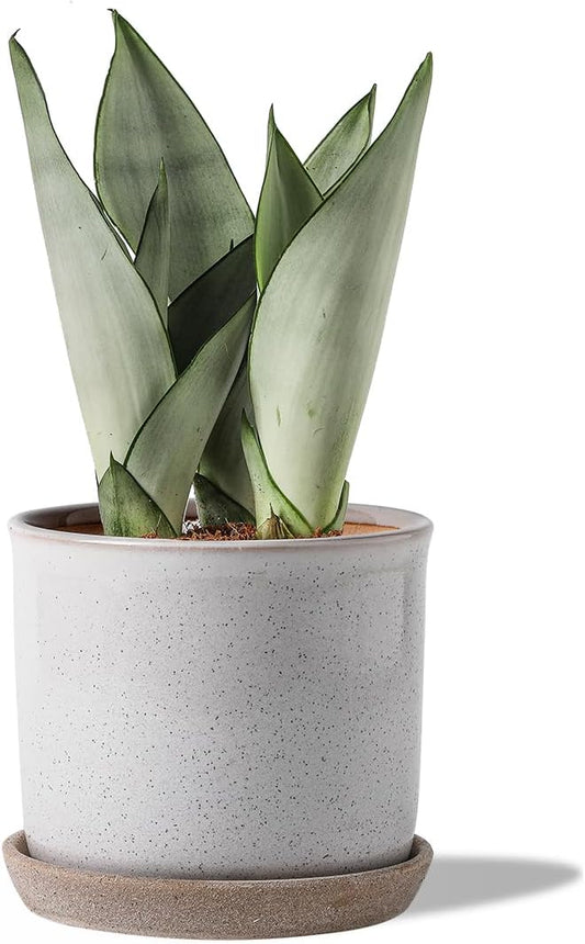6 Inch Plant Pot: Ceramic Planter with Drainage Hole & Saucer - Cylinder Round Flowerpot for Indoor & Outdoor Plants - with Separate Tray for Home & Office - Retro Style, Grey