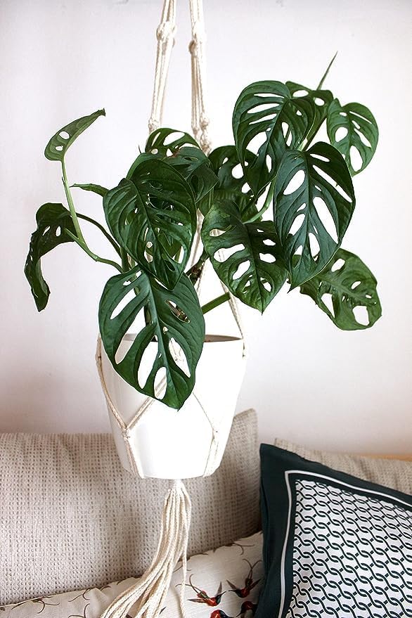 American Plant Exchange Monstera Adansonii Wide Leaf, Swiss Cheese Vine, 4-Inch Pot, Real Indoor Houseplant, Exotic Look, Easy to Care Live Plant