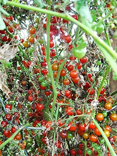 30 Sweet Pea Currant Tomato Seeds, Heirloom Non-GMO, Extra Sweet and Heavy-Yielding, Low Acid, Indeterminate, Open-Pollinated, Long Season, Super Delicious, from USA Lycopersicon esculentum
