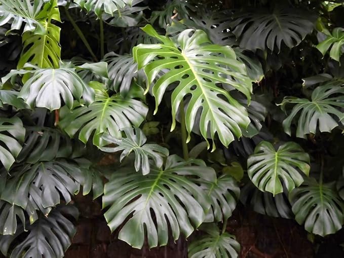 Monstera Borsigiana Soil Blend - Designed to Meet The Unique Needs of Your Plant - 4 Quart