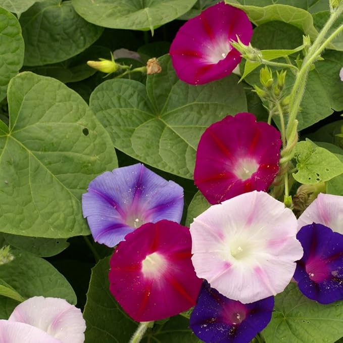 Outsidepride 250 Seeds Annual Ipomoea Purpurea Morning Glory Fieldgrown Climbing Vine Flower Seeds for Planting