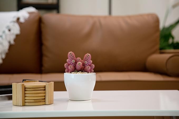Costa Farms Live Cactus, Live Indoor Desert Gem Cactus in White Ceramic, 7-Inches Tall | Valentines Day Gift | Valentines Day Decoration