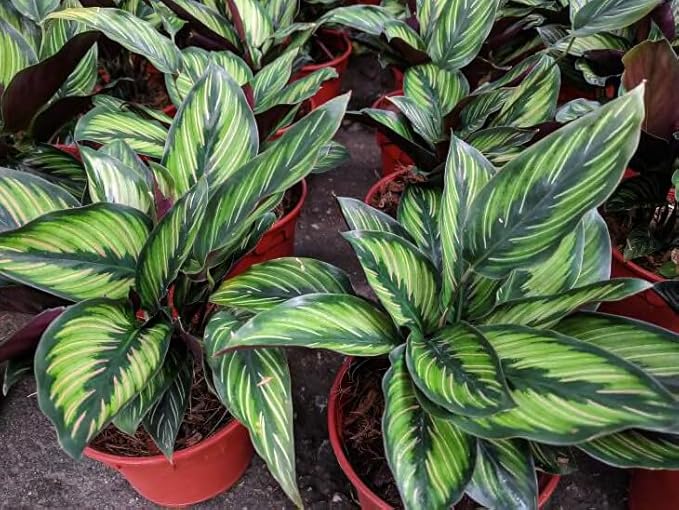 Calathea Plant Potting Mix - Proven Formula for Thriving Calathea - Enhances Patterns and Vigorous Growth - 3 Quart