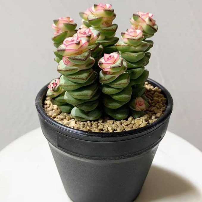 Succulent and Cactus Maifanitum Stones Garden Accessorie Rocks Pumice for Indoor Plants, Bonsai, Fairy Gardening, Vases Fillers, Terrarium, 2lb