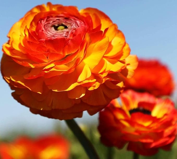 Mixed Peony Ranunculus Bulbs- Persian Buttercup -10 Corms Bulbs Flowering Blooms Perennial Bulbous Root Garden Plant (Orange)