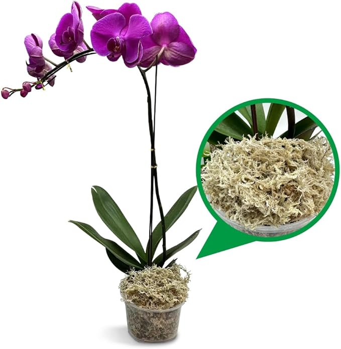 Natural Long Fiber Sphagnum Moss 82QT for Orchid Potting Mix,and Moss Pole for Plants Indoor.Ideal for Propagating Plants,Maintaining Humidity for Reptiles, Isopods in Paludarium, Aquascape (1.5 lb)