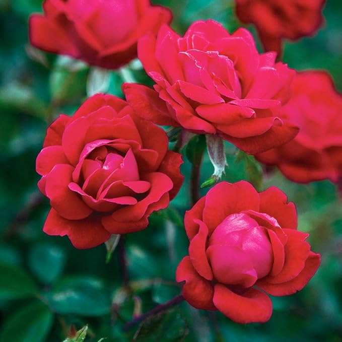 Perfect Plants Double Red Knock Out Rose 1 Gallon, Live Plant Includes Special Blend Fertilizer & Planting Guide