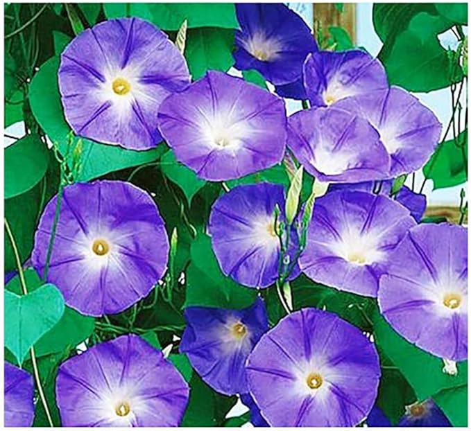 Climbing Vines Seeds - Colorful Mixture of Morning Blooming Vine, Nasturtium, Black Eyed Susan Vine and Sweet Pea Vines Seeds