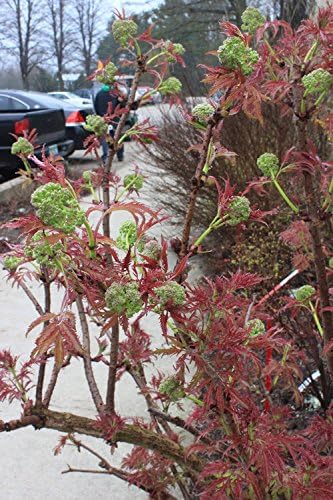 Proven Winners - Sambucus racemosa Lemony Lace (Elderberry) Shrub, , #3 - Size Container