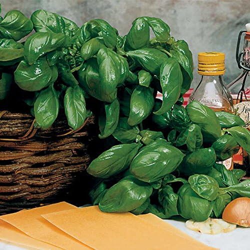 Park Seed Basil Herb Plant Seeds, Easy to Grow, Variety of Colors, Spring Garden, Organic Italian Large Leaf, Pack of 100
