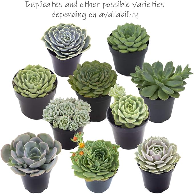 Altman Plants, Echeveria Succulents Live Plants (12PK), Live Succulents Plants Live Houseplants, Live Indoor Plants Succulent Plants, Succulent Plant House Plants Indoors Live Succulent Party Favors