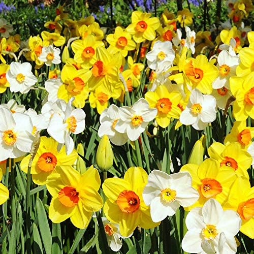 100 Narcissus Daffodil Mix Flower Bulb Box with Easy Carry Handle - White & Yellow Colors - Weeks of Easy to Grow Flowers - Plant in Gardens, Containers & Flowerbeds - Planting Instructions Included