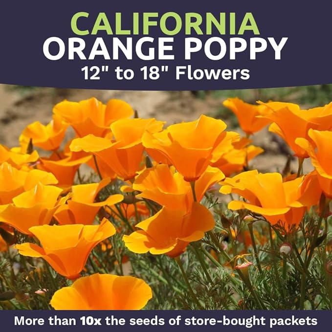 California Orange Poppy Wildflower Seeds - Bulk 1/4 Pound Bag - Over 80,000 Native Seeds - California State Flower!
