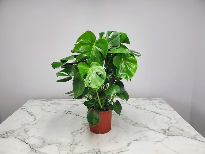 Monstera Deliciosa Plant - Swiss Cheese Split Leaf Philodendron Plant - Large Plant - Overall Height 24" to 28" - Tropical Plants of Florida