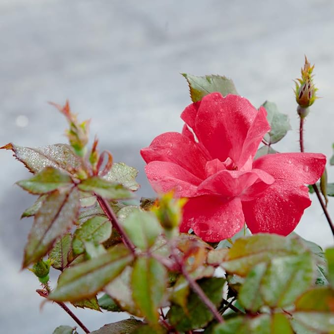 Perfect Plants Double Red Knock Out Rose 1 Gallon, Live Plant Includes Special Blend Fertilizer & Planting Guide