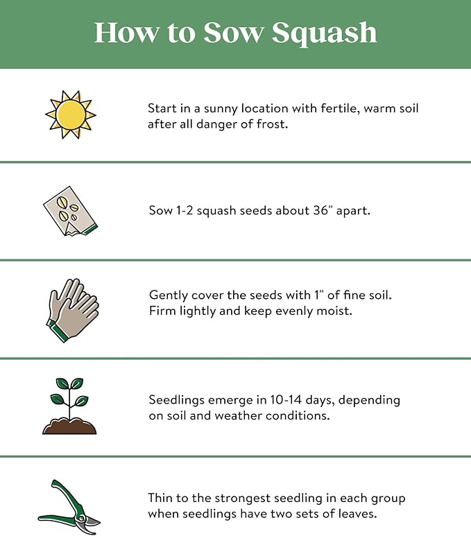 Burpee Straight Eight Slicing Cucumber 200 Seeds and Saffron Summer Squash 100 Seeds