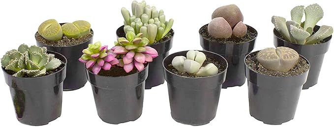 Assorted Succulents Mimicry Collection, 2.5" 8 Pack